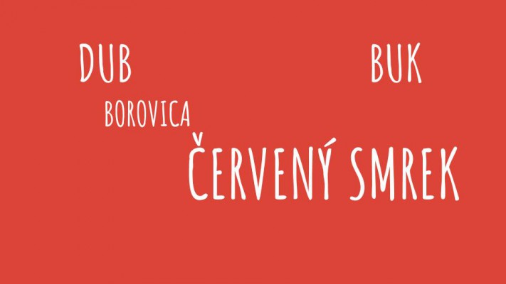 Dub buk borovica červený smrek